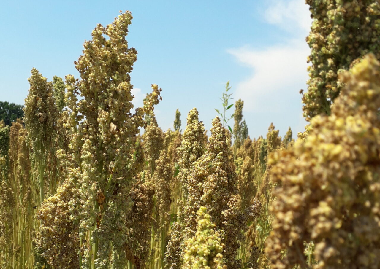 In der Steiermark wächst der ursprünglich südamerikanische Quinoa.